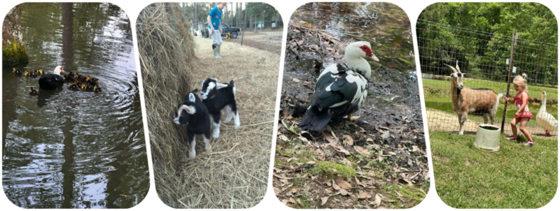 lop animals lop animals